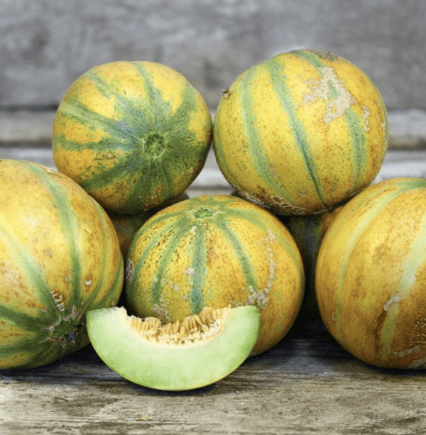Melon - Ha 'Ogen (3.25" pot)